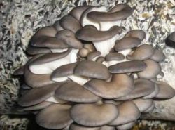 Вырастить грибы в теплице сможет даже непрофессионал