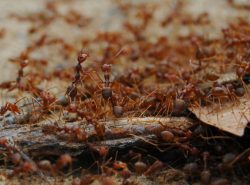 Муравей – полезное насекомое, но его присутствие на даче крайне нежелательно