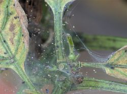 Опутанные паутиной пожелтевшие листья указывают на появлении клеща в теплице