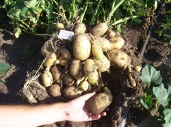 урожай картофеля с куста