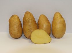 Картофель Импал